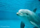 un dauphin